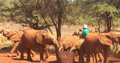 Sheldrick Wildlife Trust Giraffe Center Kobe Beads Day Tour Getyourguide