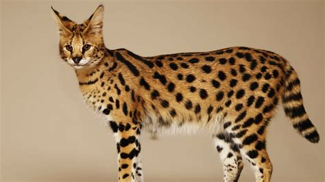 5 RAREST CAT BREEDS IN THE WORLD YouTube