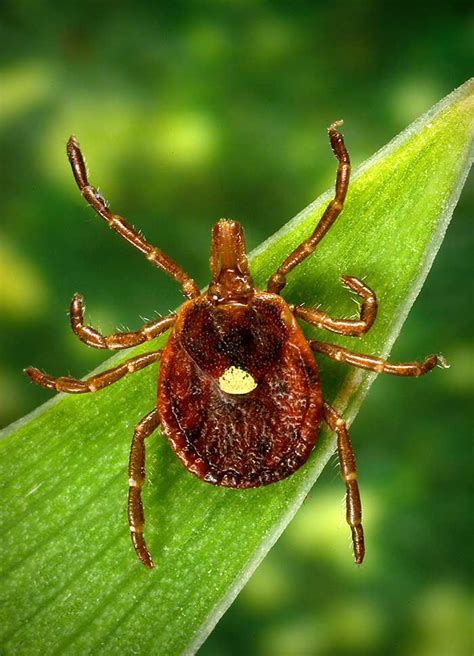 Guard Against Emerging Tick Borne Disease In Missouri Mu Extension