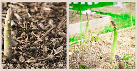 Mulching Asparagus Plants Everything You Need To Know