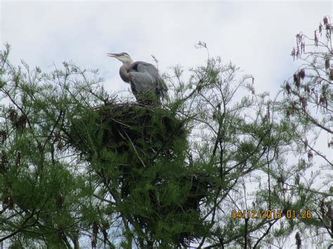 Heron Nesting Photograph by Helene Toro - Fine Art America