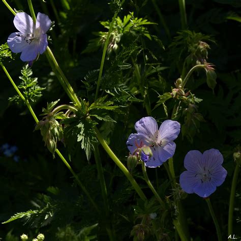 G Ranium Des Pr S Geranium Pratense Agnes Flickr