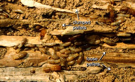 Florida Dampwood Termites