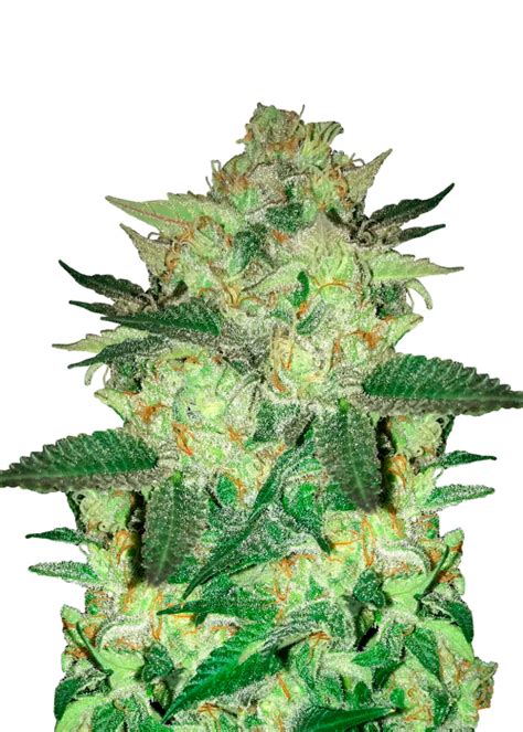 Master Kush Strain Info Master Kush Weed By Dutch Genetics Growdiaries