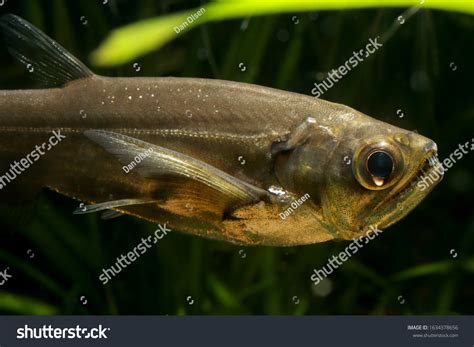 Payara Fish Vampire Dogtooth Tetra Hydrolycus Stock Photo 1634378656