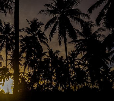 Sunsets Coconut Coconuttrees Golden Sky Srilanka Sundown Sunset