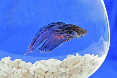 Understanding Betta Fish Lifespan In A Bowl - Betta Fish World