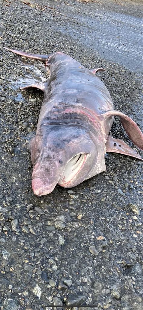 A 10ft Basking Shark Has Washed Up On A Cornwall Beach Cornwall Live