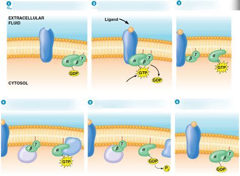 G Protein Activation Diagram Quizlet