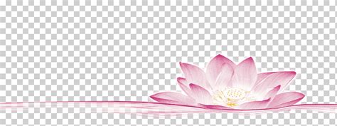 Loto Rosa Fresco Loto Las Flores Png Klipartz