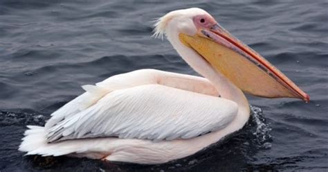 Pelican Bird Facts | AZ Animals