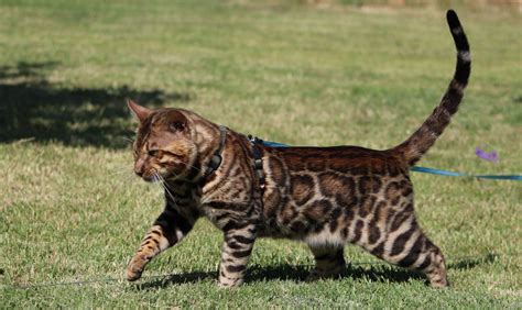 Descubre Los Sorprendentes Rasgos De Tama O Del Gato Bengal En