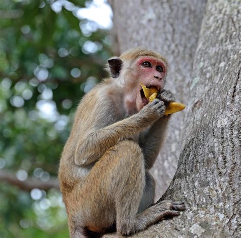 Our Favourite Monkeys in South Asia – Monkey's Tale