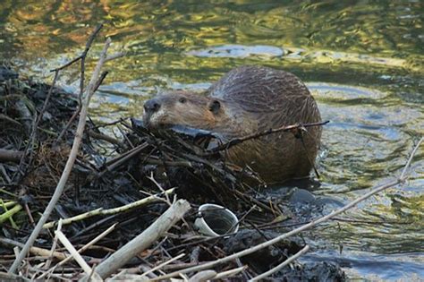 WINNING HEARTS AND MINDS ABOUT BEAVERS – Worth A Dam