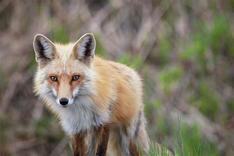 Father Fox Photograph by Chris Artist