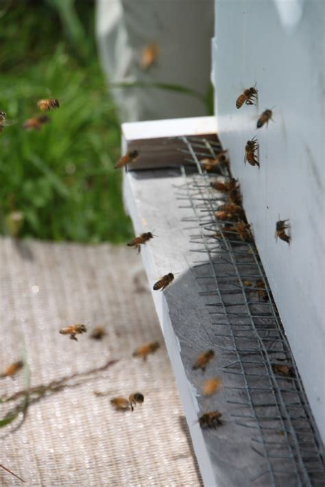 Beekeeping Tilly S Nest