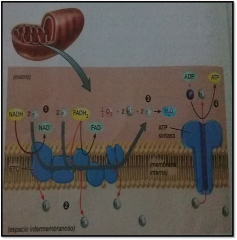 Aprovechamiento De La Energía Glucolisis Y La Respiración Celular