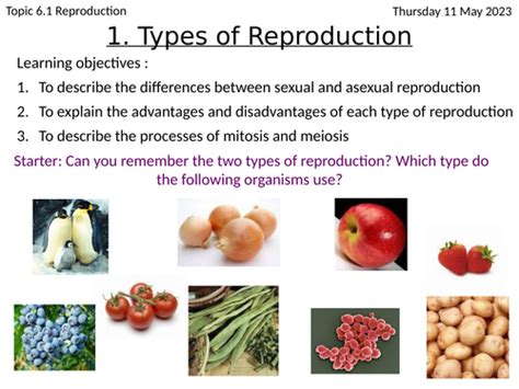 Sexual And Asexual Reproduction Gcse Teaching Resources