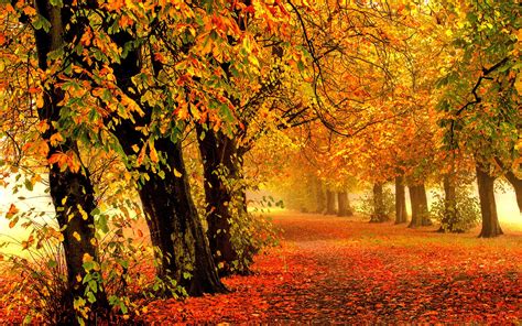 Fondos de pantalla Naturaleza otoño bosque parque árboles hojas