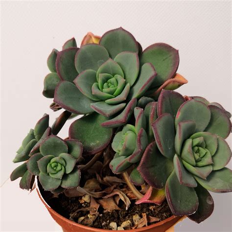 Aeonium Haworthii Cuidados Y Reproducción 🌱 Th Suculentas