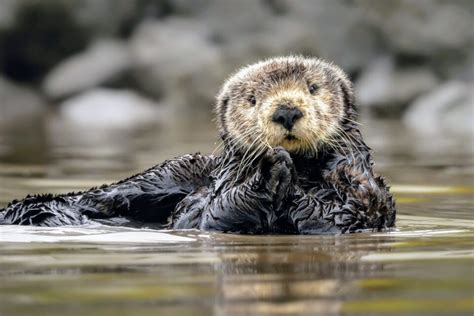 Sea Otters Have Protected Kelp Forests For A Century Earth