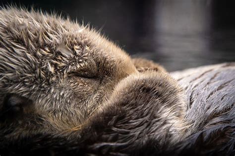 Mega Closeup of a Sleeping Sea Otter — The Daily Otter