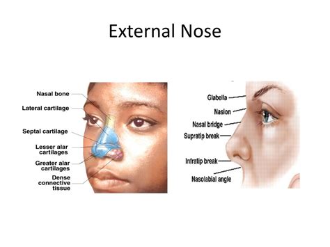 External Nasal Anatomy