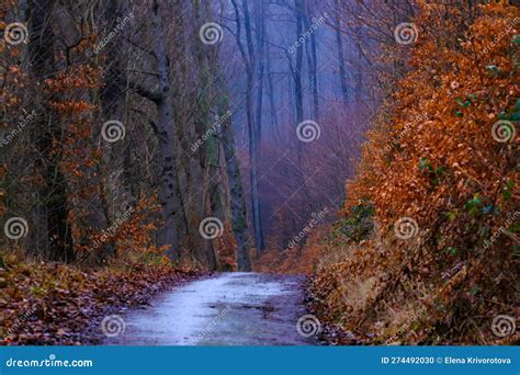 Mystery Forest Foggy Day In Bad Pyrmont Germany