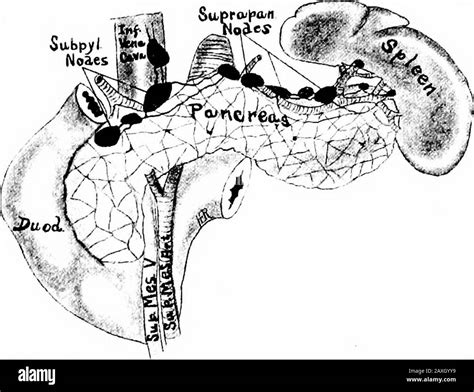 Superior Mesenteric Lymph Nodes