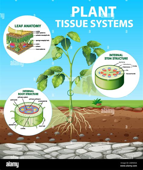 Diagram showing Plant Tissue Systems Stock Vector Image & Art - Alamy