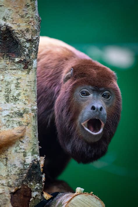 Red Howler Monkey Dublin Zoo