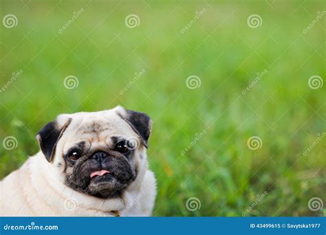 Funny Pug stock image. Image of looking, domestic, thick - 43499615