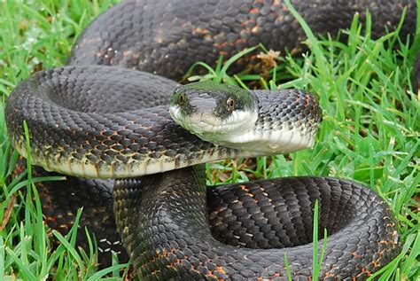 Eastern Rat Snake First State Nhp Reptiles · Inaturalist