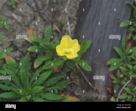 Cutleaf Evening Primrose Oenothera Laciniata Stock Photo Alamy