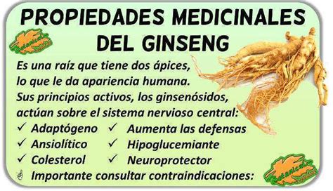 Propiedades Del Ginseng Botanical Online