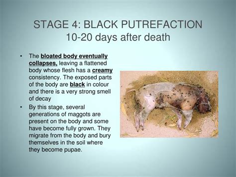 PPT - STAGES OF DECOMPOSITION PowerPoint Presentation - ID:7006068