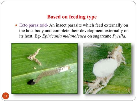 Types Of Parasitoids And Parasitism Ppt Ppt