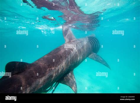 Basking shark swimming england hi-res stock photography and images - Alamy