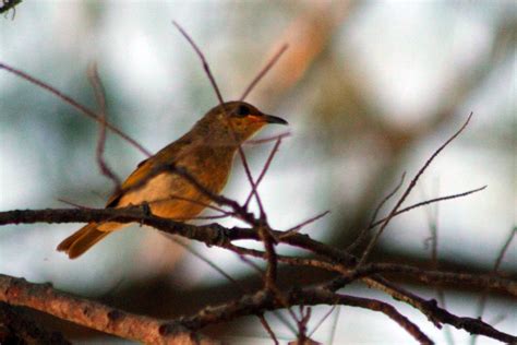 Indonesian Honeyeater From Lombok Gili Meno On September At