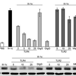 Induction Of NFB Signaling And Expression Of IL 8 By FnIII 1c Is