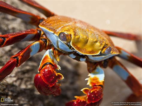 Sally Lightfoot Crab Galápagos Islands National Geographic Fond Décran