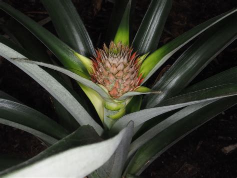 Ananas Comosus Var Comosus Plants Of The World Online Kew Science