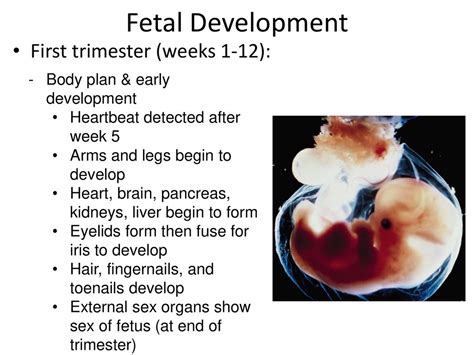 Blastocyst Development Ppt Download