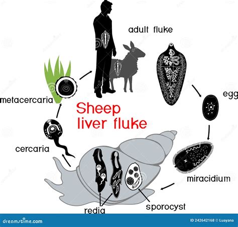 Life Cycle Of Sheep Liver Fluke Fasciola Hepatica With Intermediate