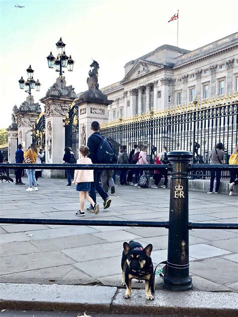 Dog Friendly London : Dog Friendly Travel with Louie V.