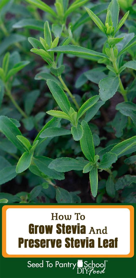 How To Grow Stevia And Preserve The Leaves Up To 300 Times Sweeter