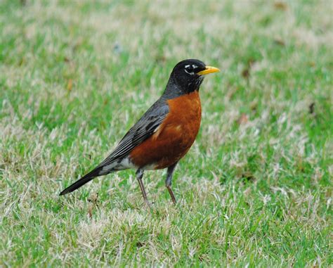 American Robin