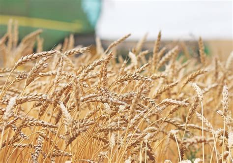 Wheat Tumbles Despite Tight Stocks The Western Producer