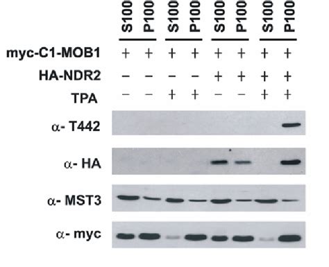 Table 1 From Functional Characterisation Of The Mammalian NDR1 And NDR2