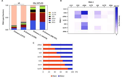 23 Overview Of The RNAs Detected With SPI 2 RIL Seq A Representation